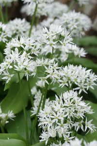 medvedí cesnak, smená medvedieho cesnaku, medvedí cesnak semená,